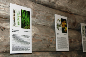 В музее работает выставка трав «Аптека в поле».